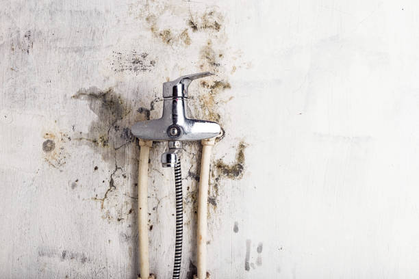 Best Mold Cleaning Services  in St Matthews, SC