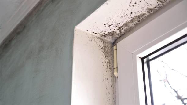Mold Testing and Removal in St Matthews, SC