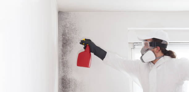 Best Black Mold Removal  in St Matthews, SC