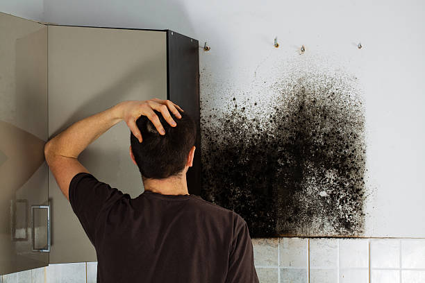 Best Local Mold Removal Service  in St Matthews, SC