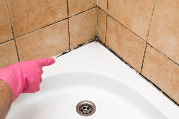 Best Attic Mold Removal  in St Matthews, SC